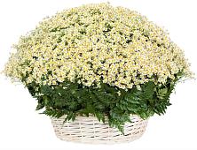 Цветочная композиция из Ромашки в корзине #REPLACE_PRED# Сосновоборске Красноярского края